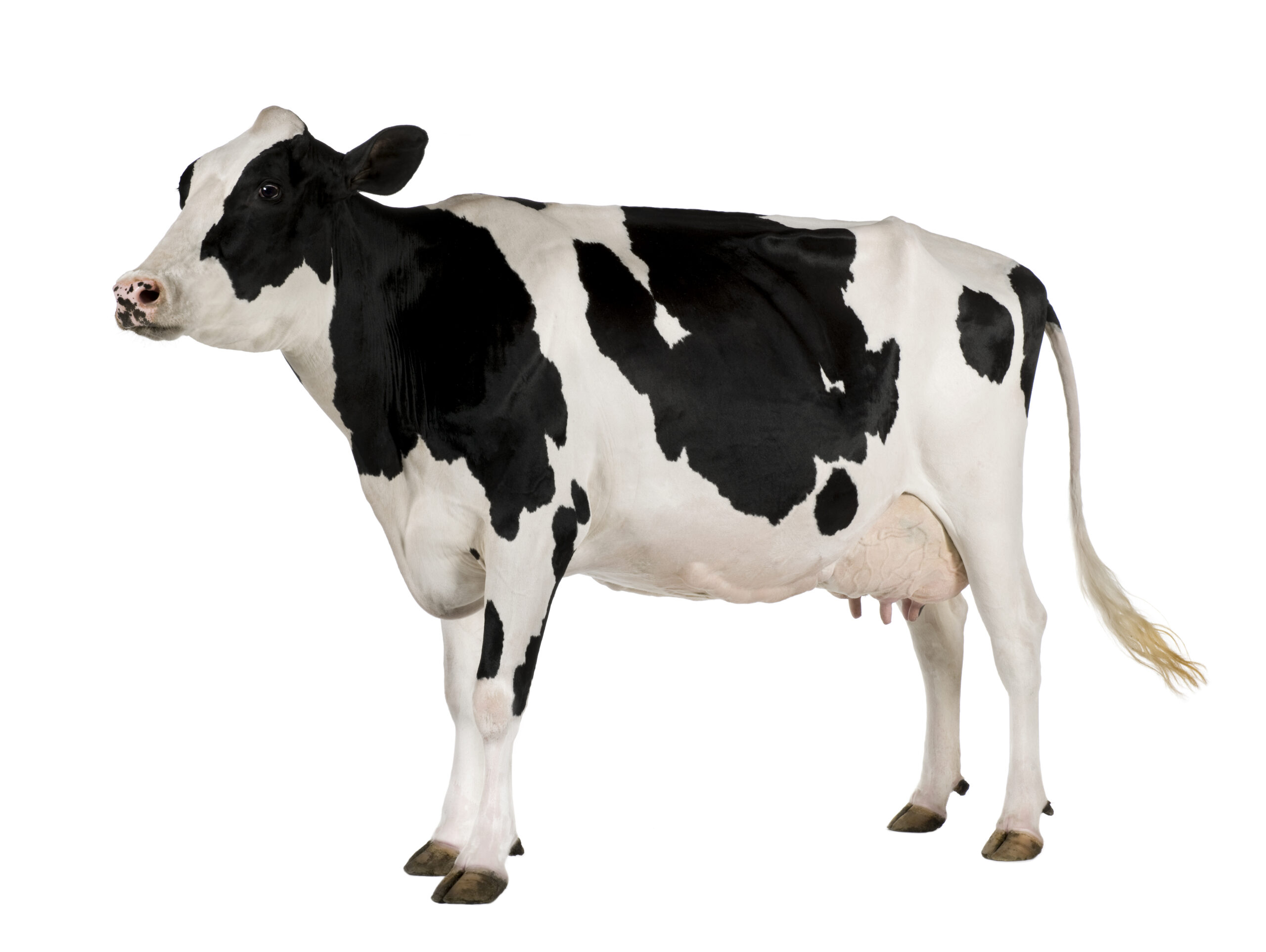 vache holstein de 5 ans debout contre blanc 2024 09 27 11 26 21 utc écaillé